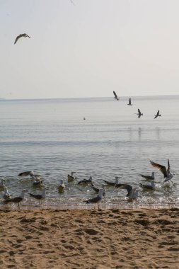 Martılar Karadeniz üzerinde