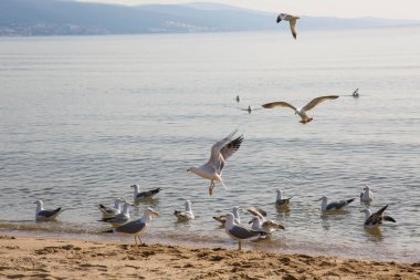 Martılar Karadeniz üzerinde