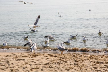 Martılar Karadeniz üzerinde