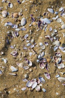 Kumda güzel bir deniz arka planı