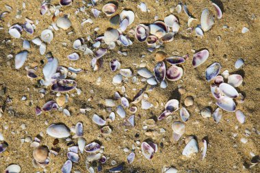 Kumda güzel bir deniz arka planı