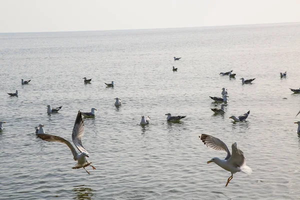 Martılar denizde yüzer ve yemek yerler.