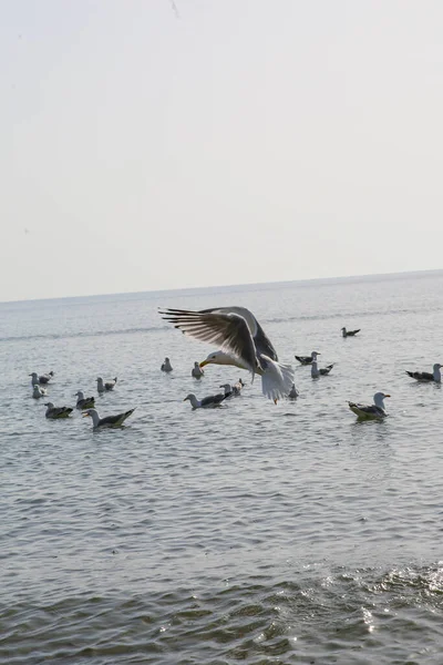 Martılar denizde yüzer ve yemek yerler.
