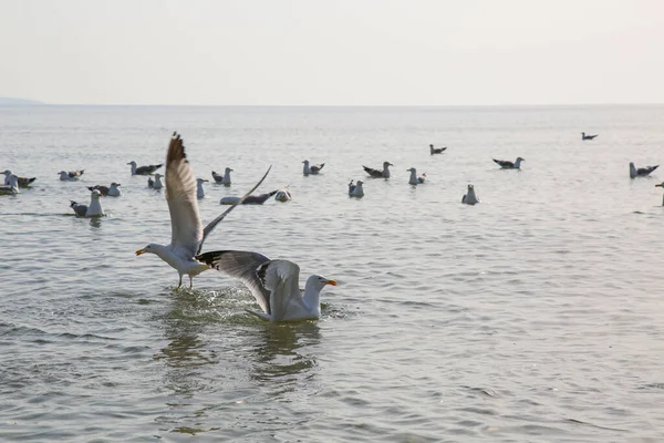 Martılar denizde yüzer ve yemek yerler.