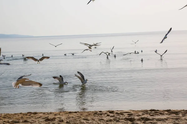 Martılar denizde yüzer ve yemek yerler.