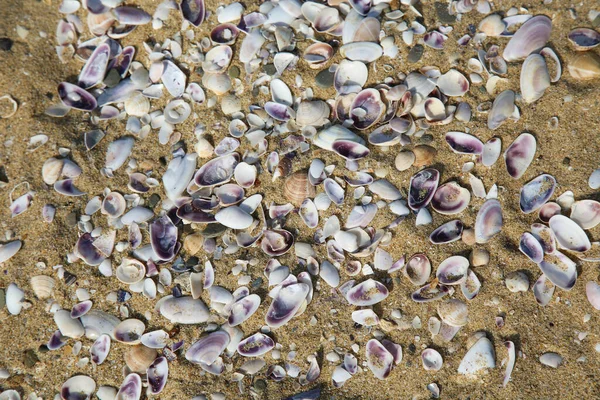 Beau Fond Mer Sur Sable — Photo