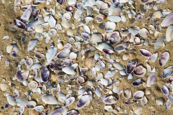 Beau Fond Mer Sur Sable — Photo