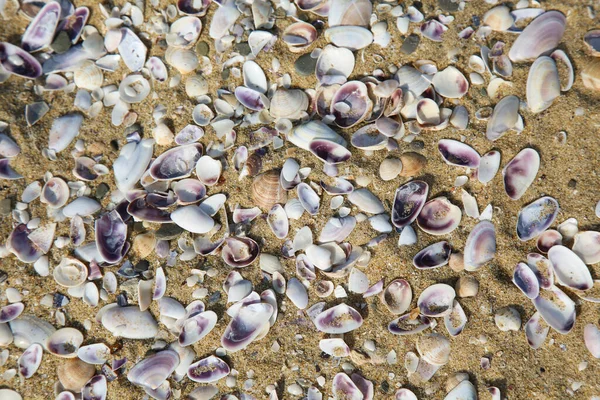 Beau Fond Mer Sur Sable — Photo