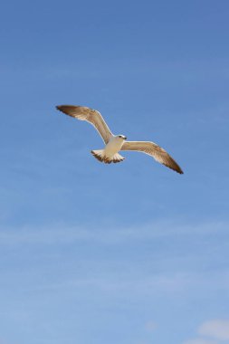 Gökyüzünde martı