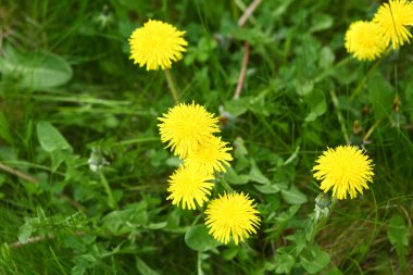 Dandelions yeşil çim