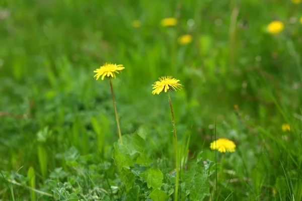 Dandelions yeşil çim