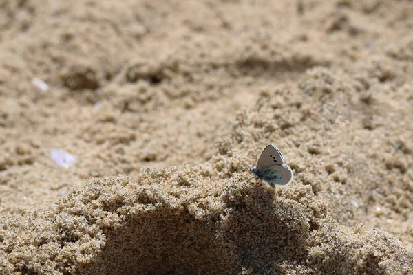 Mooie Blauwe Vlinder Het Zand — Stockfoto