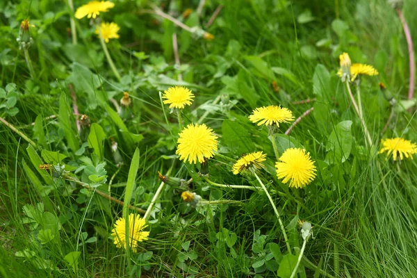 Dandelions yeşil çim