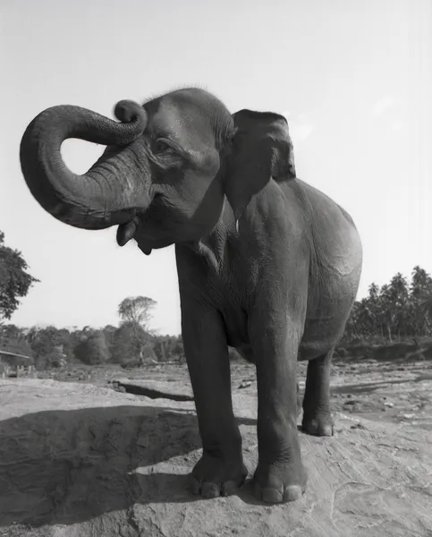 Elefante asiático — Fotografia de Stock