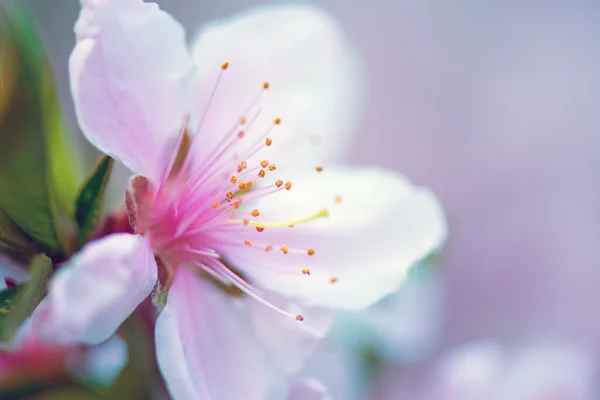 Spring flowers Royalty Free Stock Photos