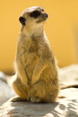 meerkat tetikte arıyorsunuz