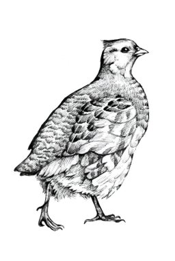 Partridge Perdix Perdix 'in elle çizilmiş bir resmi.