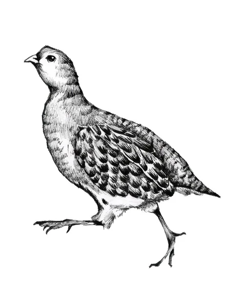 Hand Drawn Image Running Partridge Perdix Perdix — Stock Photo, Image