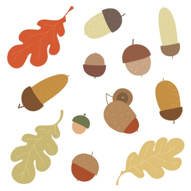 İskandinav tarzında meşe palamudu ve yaprak koleksiyonu. Beyaz arkaplanda izole edilir.