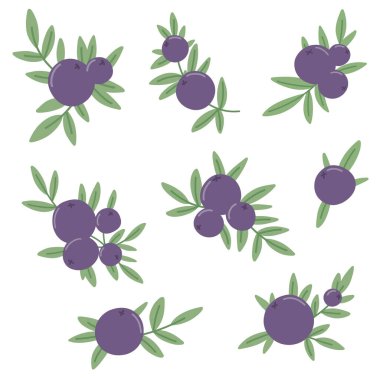 Baskı, tasarım ve dekor için böğürtlenli dalların toplanması. Vektör izolasyonu.