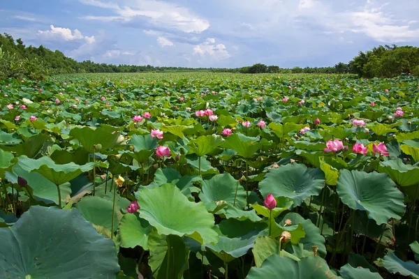 Lagune de lotus — Photo