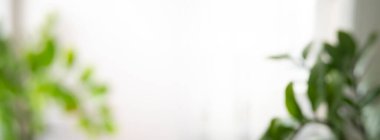 soyut bulanık yeşil bahçe oturma odasının penceresinden doğal manzara tasarım konsepti için panoramik arkaplan