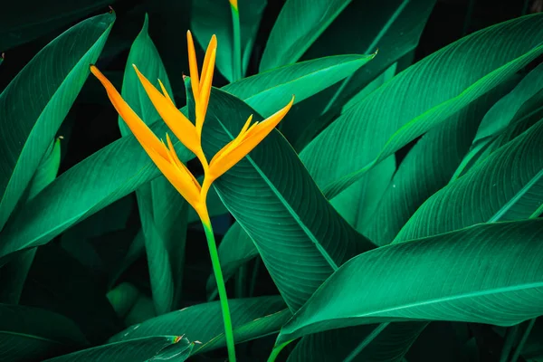 エキゾチックな花 暗い熱帯の葉の上のカラフルな花自然背景 — ストック写真