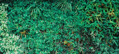 Spatthiphyllum yamyam yaprakları, soyut yeşil doku, doğa arka planı, tropikal yaprak