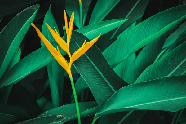 Egzotikus Virág Színes Virág Sötét Trópusi Lombozat Természet Háttér — Stock Fotó