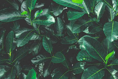 Yeşil yapraklı arka plan, doğal arkaplan ve duvar kağıdı, tropikal yapraklar, soyut yeşil yapraklı doku