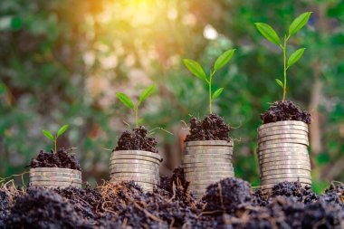 Finansal ve yatırım fikri olarak ağaçlar para ve verimli topraklarla büyüyor. Toprağa yerleştirilmiş bozuk paralar ve en üstte fidanlar.