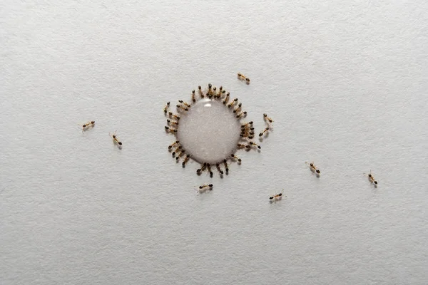 同じ順番で甘い液滴を食べるアリの群れのマクロトップビューのイメージは 白い背景に隔離された花のように見えます — ストック写真