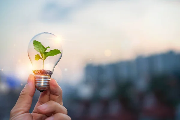 Ecology Energy Concept Hand Holding Light Bulb Green Growing Plants — Stock Photo, Image