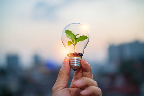 Hand holding a light bulb with green growing plants that are environmentally friendly. Ecology energy concept.	