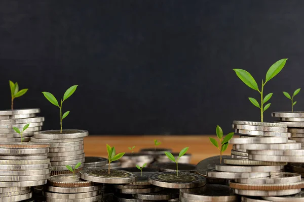 Growing Money Plant Coins Finanz Und Investitionskonzept Münzen Verschiedenen Positionen — Stockfoto