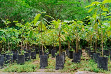Bahçedeki küçük fidan ağacı. Küçük yeşil fidan fidanı tarım konsepti. Bahçede büyümek için bir yığın genç bitki.