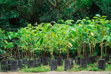 Çocuk odası tepsilerinde sebze tohumları, salata sapları, organik sebzeler yetişiyor. Siyah plastik bir torba içinde büyüyen ağaç filizleri..