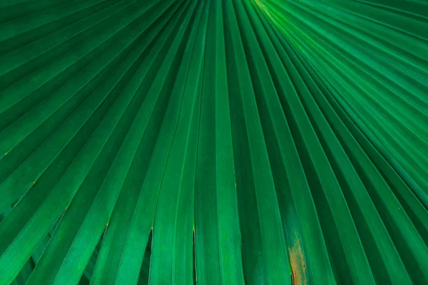 創造的な熱帯緑の葉のレイアウト 自然の春のコンセプト — ストック写真