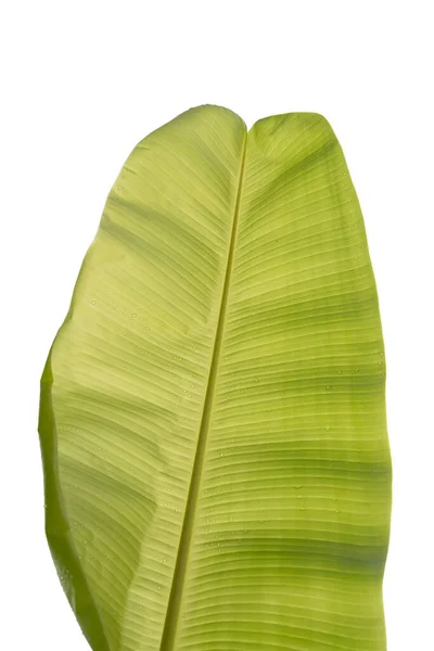 Fresh Whole Banana Leaf Banana Leaf Isolated White Background File — стоковое фото