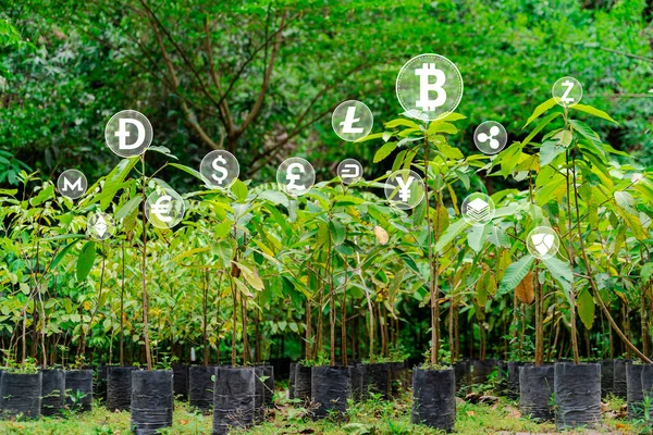 Growing Financial Seedlings Virtual Cryptocurrency Concept Saplings Constantly Growing — Stok fotoğraf