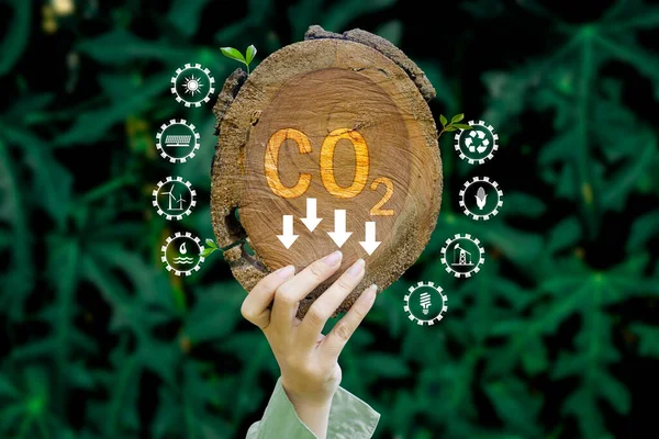 Reduce CO2 emission concept in the hand for environmental, global warming, Sustainable development and green business based on renewable energy. Green leaves pattern background