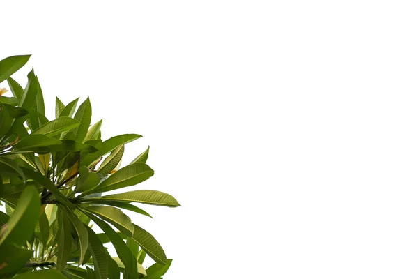 Dark green leaves on a white background. Embed the clipping path to the image.