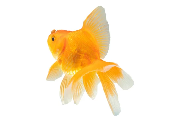 Goldfish Front White Background Swimming Characteristics Goldfish Swimming Upwards — Fotografia de Stock