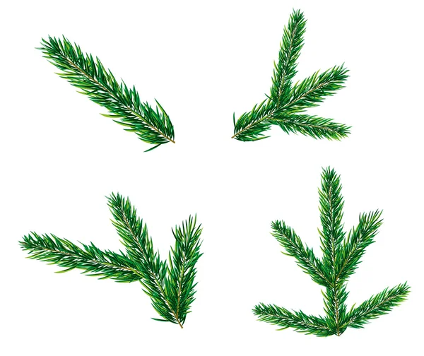 Noel ağacı dalı