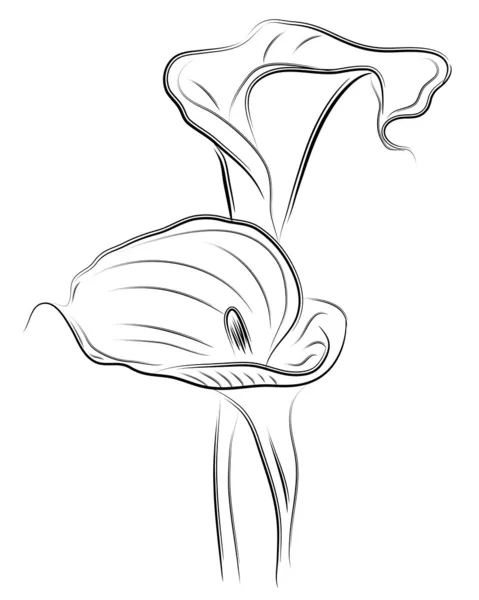 disegno calla scarica