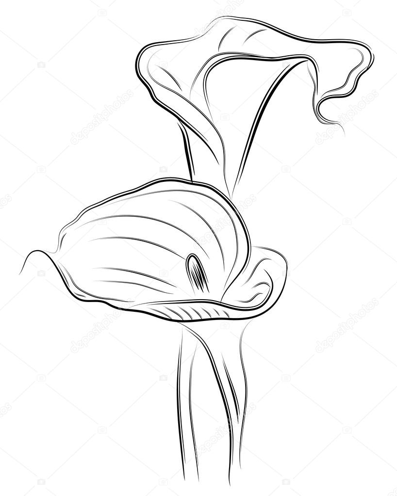 Vector flower calla twin