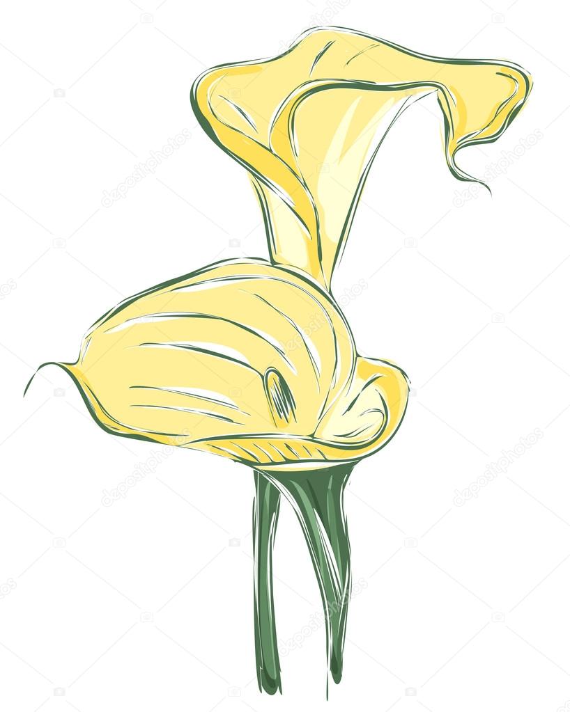 Vector flower calla twin
