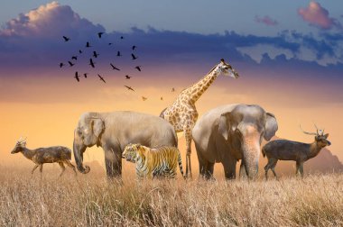 Vahşi yaşam günü grupları, altın güneşin parladığı akşamüstü geniş sürüler halinde açık arazide toplandı..