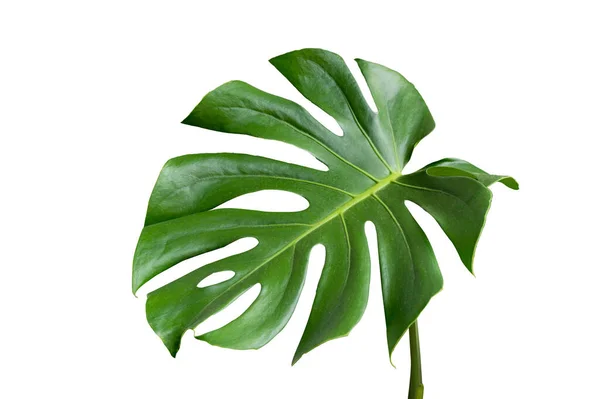 Monstera Blätter Mit Isolate Auf Weißem Hintergrund Blätter Auf Weißem — Stockfoto