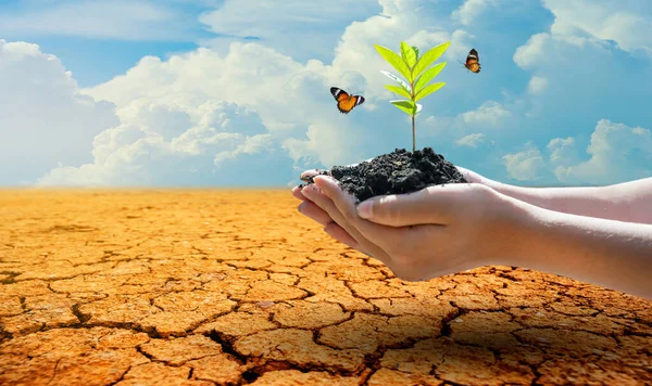 Träd Två Händer Med Mycket Olika Miljöer Earth Day Eller — Stockfoto
